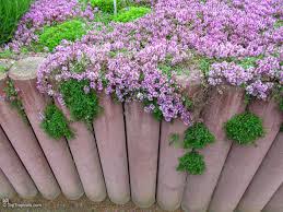 Attēlu rezultāti vaicājumam “Origanum vulgare”