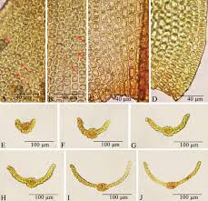 Attēlu rezultāti vaicājumam “Didymodon tophaceus sporophyte”