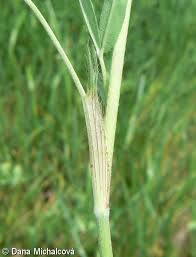 Attēlu rezultāti vaicājumam “Trifolium alpestre leaf”