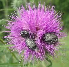 Attēlu rezultāti vaicājumam “Oxythyrea funesta imago”