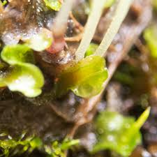 Attēlu rezultāti vaicājumam “Nowellia curvifolia sporophyte”