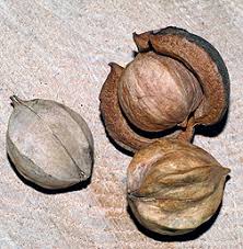 Attēlu rezultāti vaicājumam “Carya ovata”