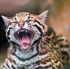 Image result for оцелот