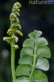 Attēlu rezultāti vaicājumam “Botrychium lunaria”