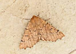 Attēlu rezultāti vaicājumam “Odontopera bidentata”