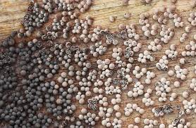 Attēlu rezultāti vaicājumam “Badhamia lilacina”