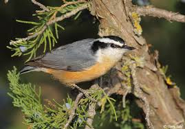 Image result for Sitta canadensis