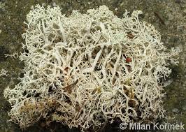 Attēlu rezultāti vaicājumam “Cladonia stellaris”