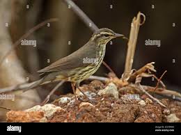 Image result for Seiurus noveboracensis