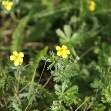 Attēlu rezultāti vaicājumam “Potentilla argentea leaf”
