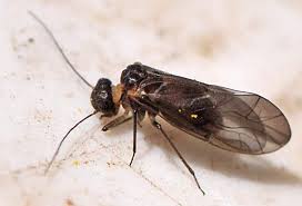 Attēlu rezultāti vaicājumam “Blepharidopterus angulatus imago”