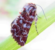 Attēlu rezultāti vaicājumam “Anarta myrtilli”