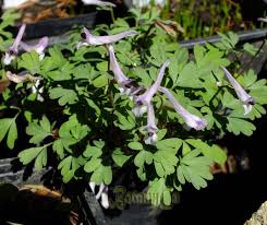 Attēlu rezultāti vaicājumam “Corydalis solida fruit”
