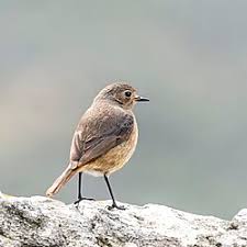 Image result for Phoenicurus moussieri