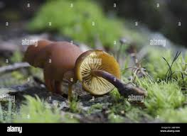 Attēlu rezultāti vaicājumam “Gymnopilus picreus”