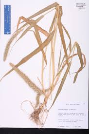 Attēlu rezultāti vaicājumam “Setaria italica”