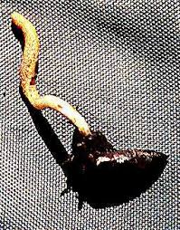 Attēlu rezultāti vaicājumam “Cordyceps ophioglossoides”