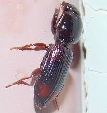 Attēlu rezultāti vaicājumam “Clivina fossor”