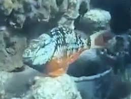 Image result for Sparisoma rubripinne