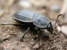 Attēlu rezultāti vaicājumam “Silpha sp.”