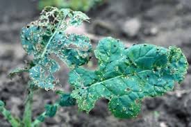 Attēlu rezultāti vaicājumam “Alticinae”