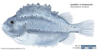 Image result for Cyclopterus lumpus