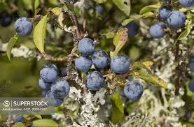 Attēlu rezultāti vaicājumam “Prunus spinosa fruit”