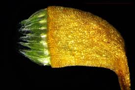 Attēlu rezultāti vaicājumam “Pseudotaxiphyllum elegans macro”