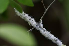 Attēlu rezultāti vaicājumam “Prociphilus xylostei”