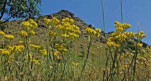 Attēlu rezultāti vaicājumam “Helichrysum arenarium”