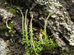 Attēlu rezultāti vaicājumam “Cladonia coniocraea”