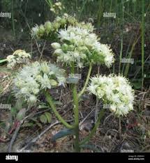 Attēlu rezultāti vaicājumam “Hylotelephium maximum flower”