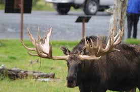 Attēlu rezultāti vaicājumam “Alces alces”