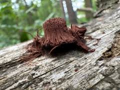 Attēlu rezultāti vaicājumam “Stemonitis marjana”