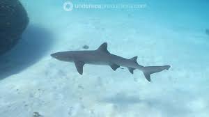 Image result for Triaenodon obesus