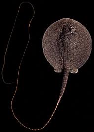 Image result for Styracura pacifica