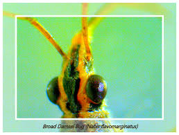 Attēlu rezultāti vaicājumam “Alloeotomus sp.”