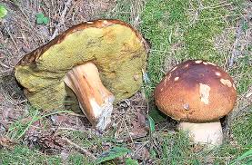 Attēlu rezultāti vaicājumam “Boletus edulis”