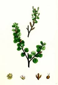 Attēlu rezultāti vaicājumam “Betula nana leaf”