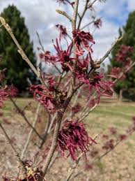 Attēlu rezultāti vaicājumam “Hamamelis japonica”