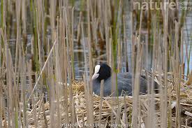 Attēlu rezultāti vaicājumam “Fulica atra eggs”