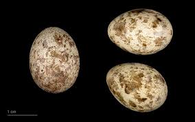 Attēlu rezultāti vaicājumam “Sylvia borin nest”