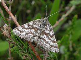 Attēlu rezultāti vaicājumam “Ematurga atomaria”