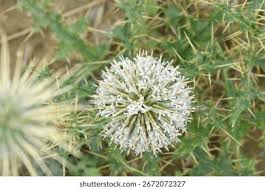 Attēlu rezultāti vaicājumam “Echinops sphaerocephalus leaf”
