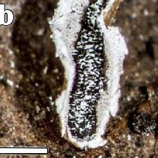 Attēlu rezultāti vaicājumam “Physarum bivalve sessile”