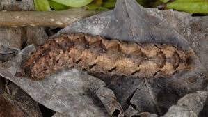 Attēlu rezultāti vaicājumam “Polia nebulosa”