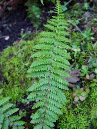 Attēlu rezultāti vaicājumam “Polystichum braunii”