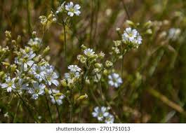 Attēlu rezultāti vaicājumam “Cerastium arvense flower”