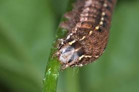 Attēlu rezultāti vaicājumam “Cerastis rubricosa”