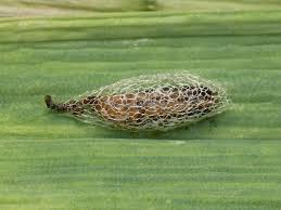 Attēlu rezultāti vaicājumam “Acrolepiopsis assectella”